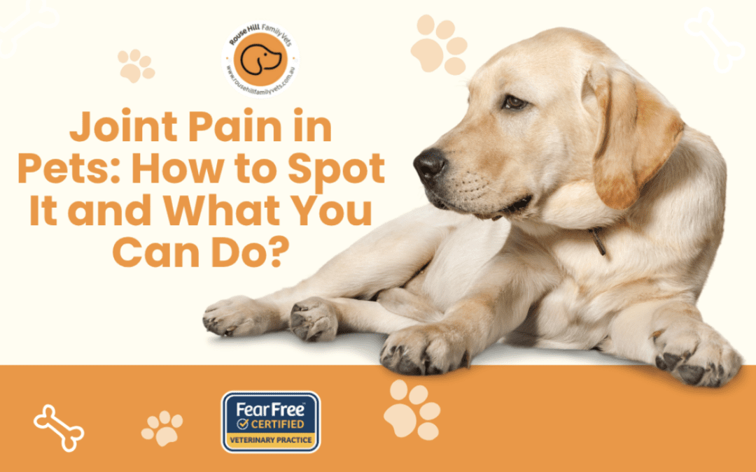 Joint Pain in Pets: How to Spot It and What You Can Do